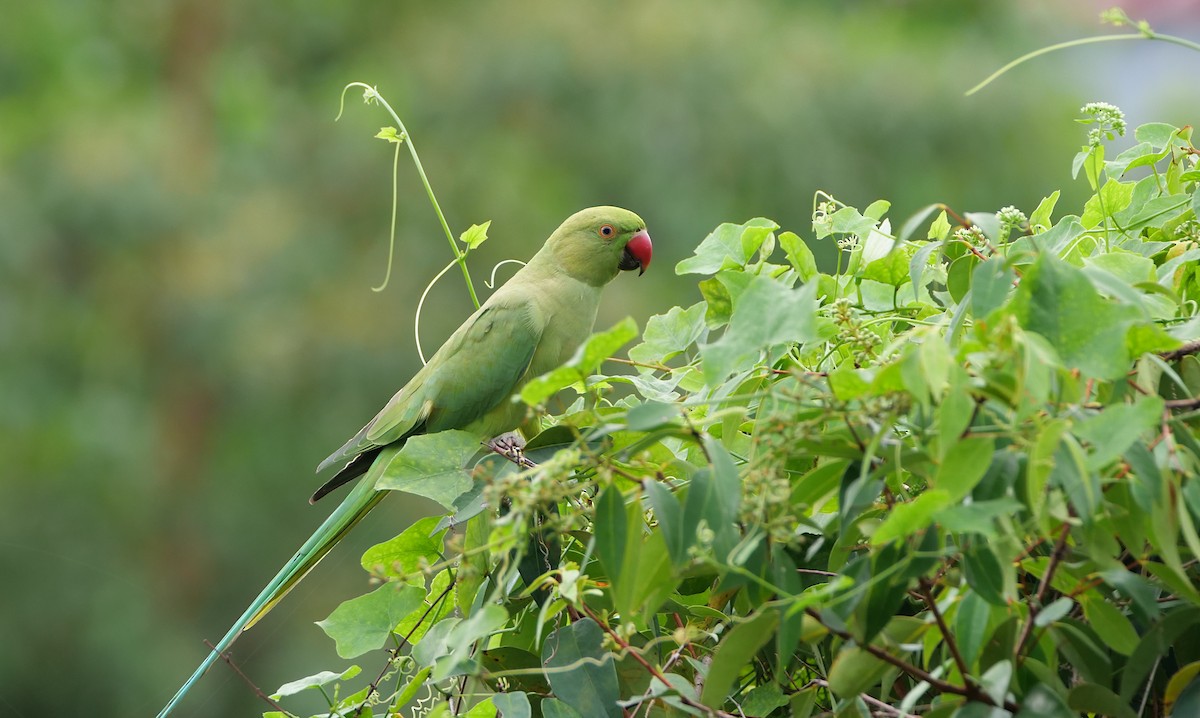 ホンセイインコ - ML646497490