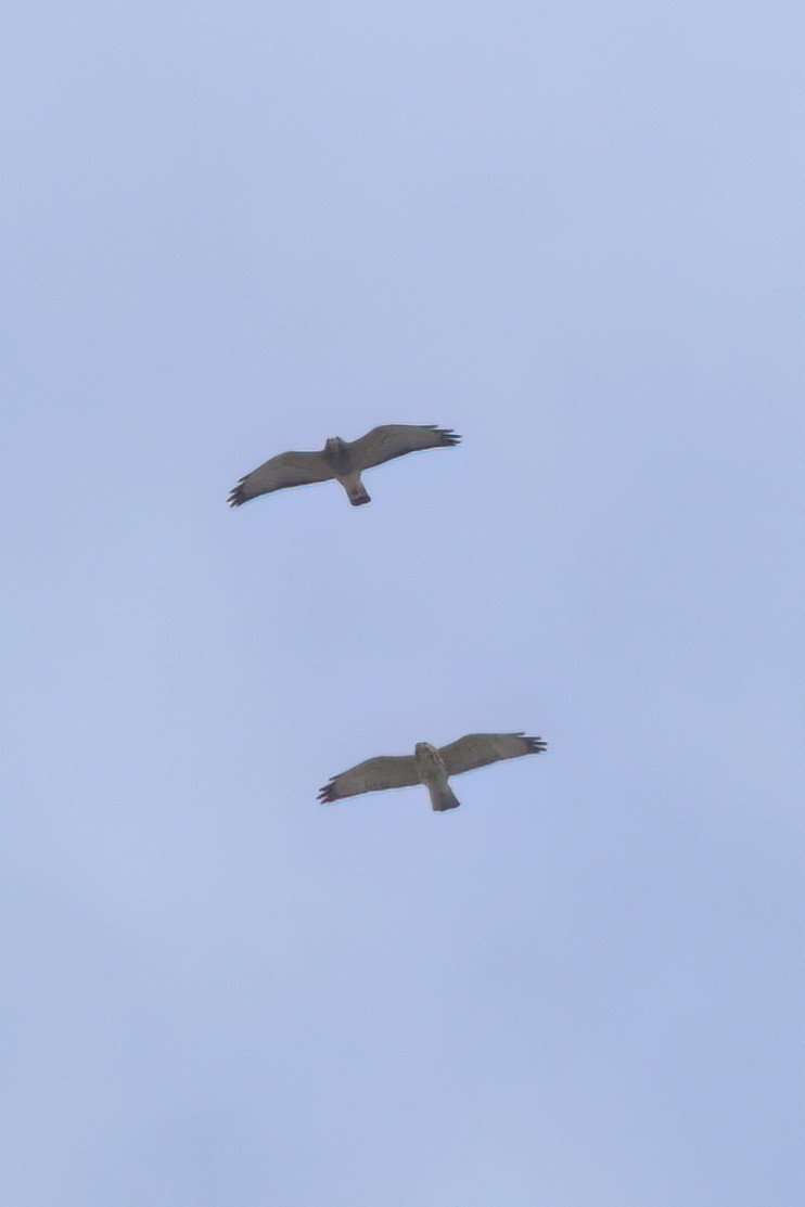 ハネビロノスリ - ML646497494