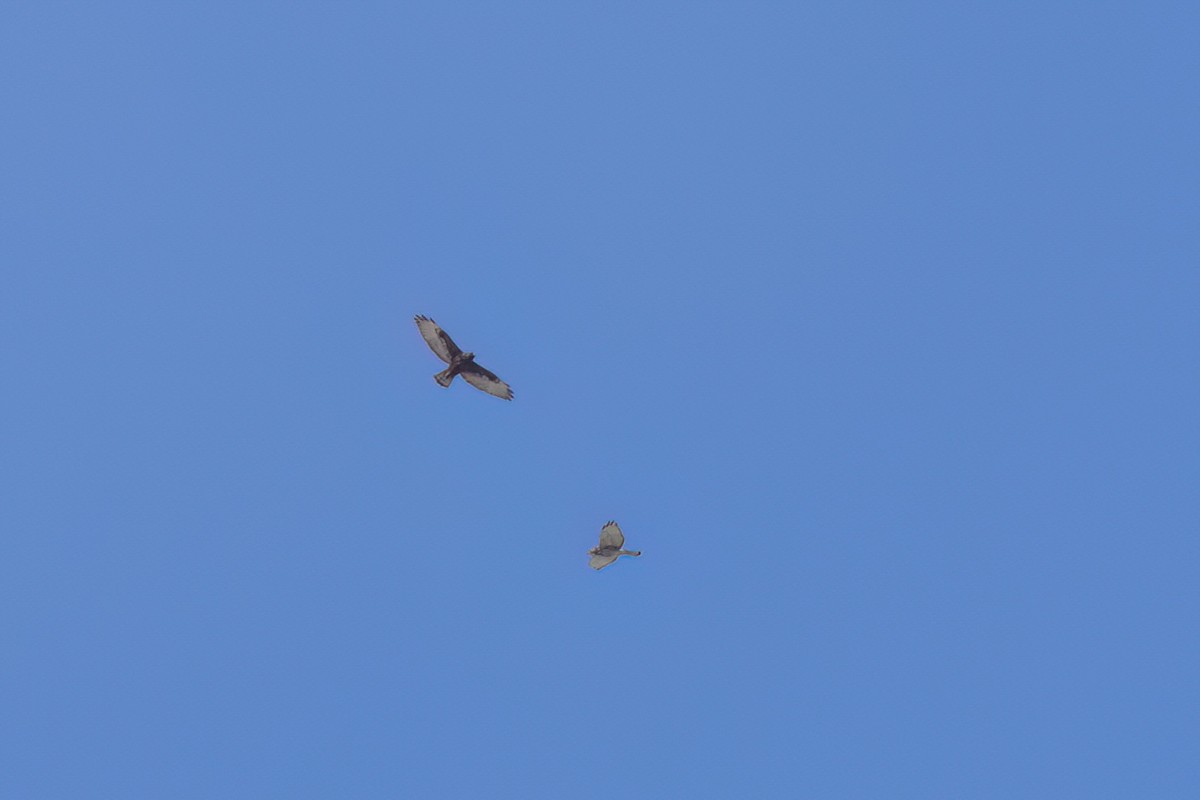 ハネビロノスリ - ML646497495