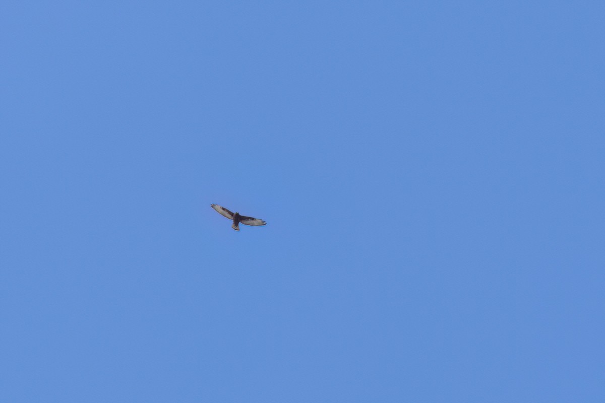 ハネビロノスリ - ML646497499