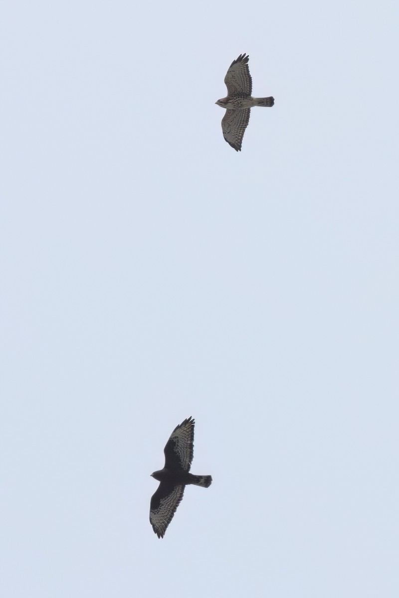 ハネビロノスリ - ML646497503