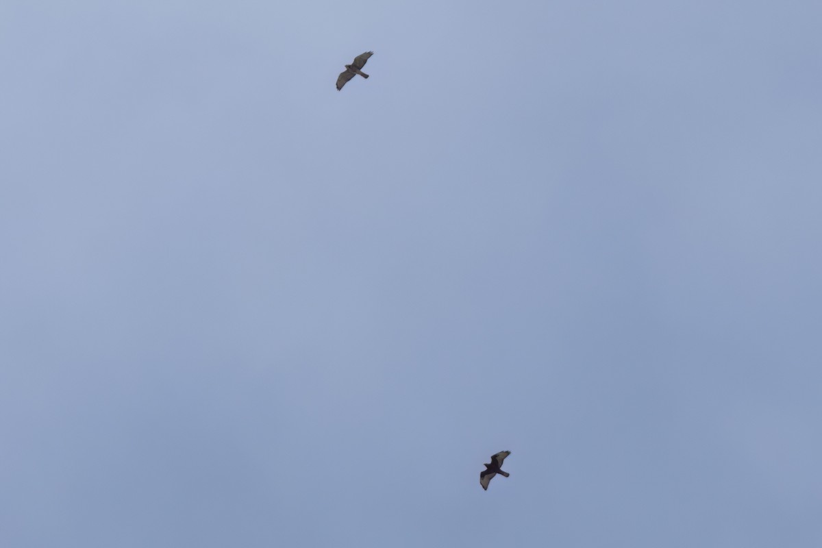 ハネビロノスリ - ML646497506