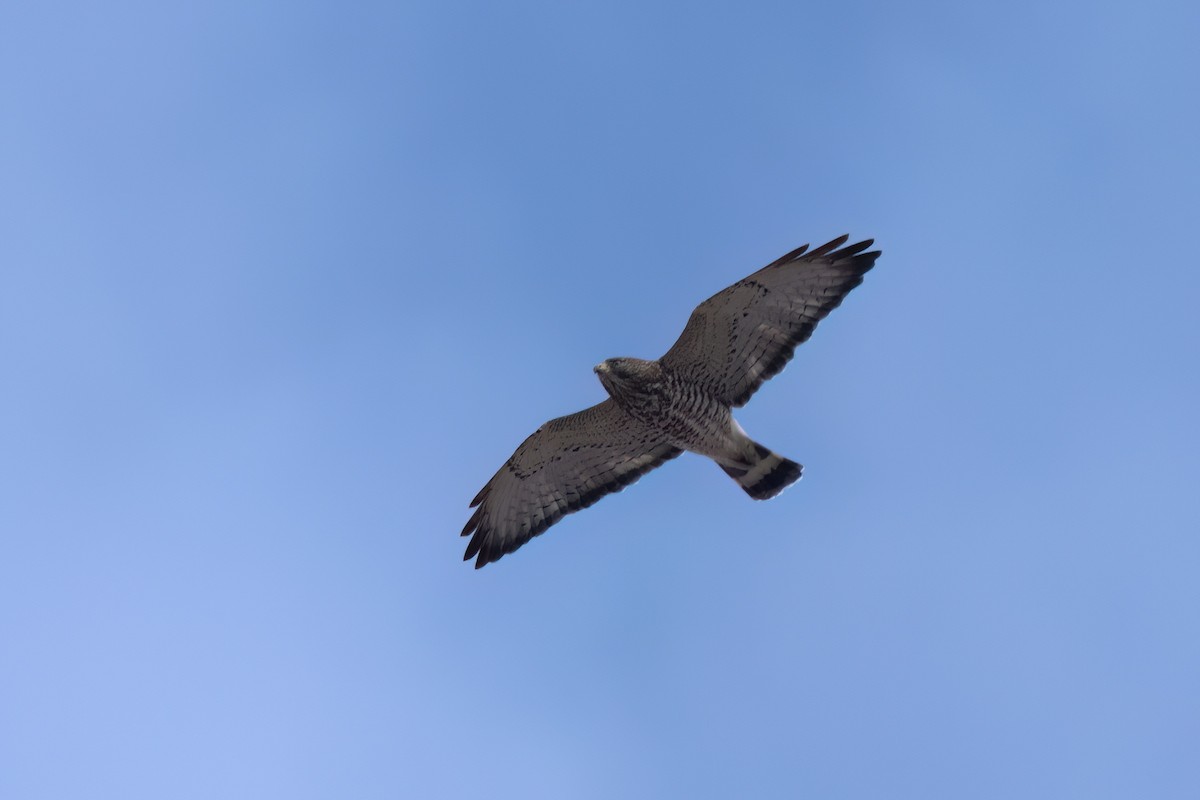 ハネビロノスリ - ML646497507