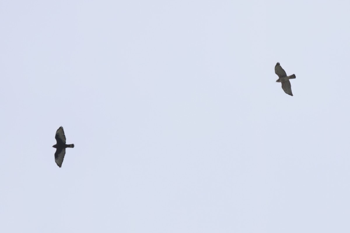 ハネビロノスリ - ML646497508