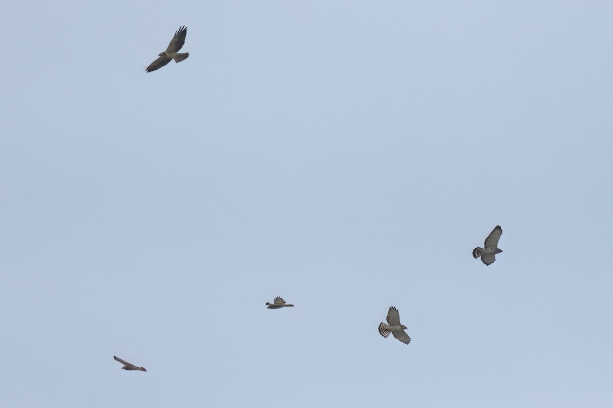 ハネビロノスリ - ML646497509