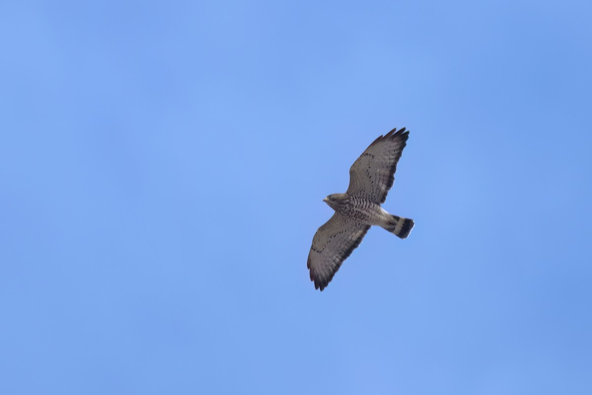 ハネビロノスリ - ML646497510