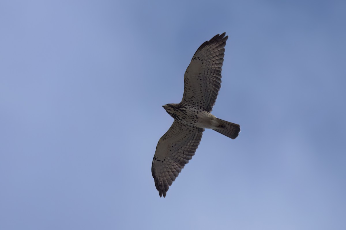 ハネビロノスリ - ML646497511