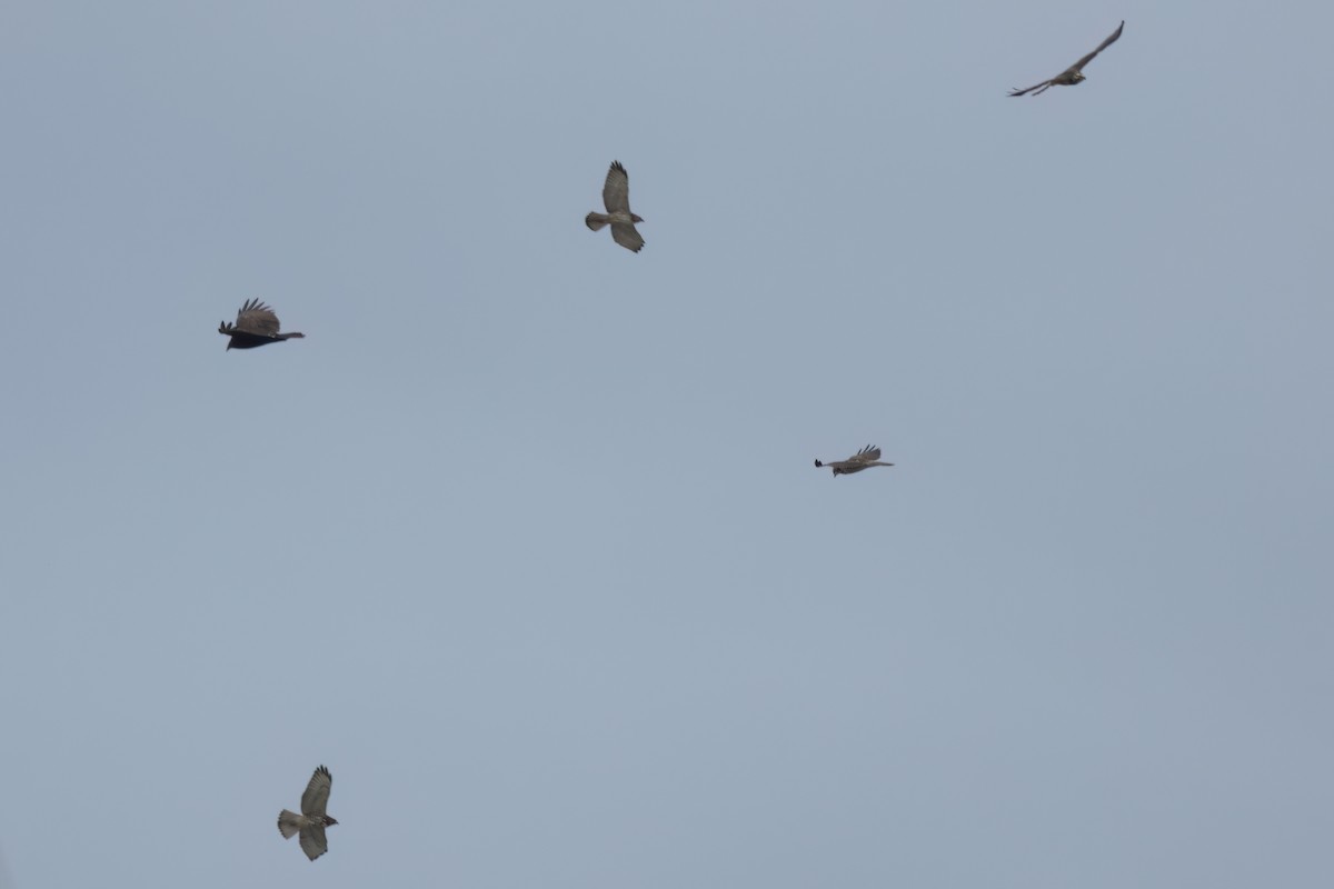 ハネビロノスリ - ML646497512