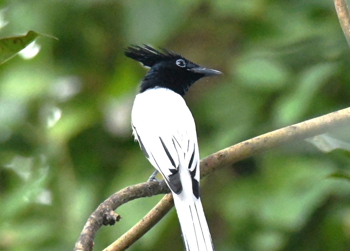 カワリサンコウチョウ - ML646497513