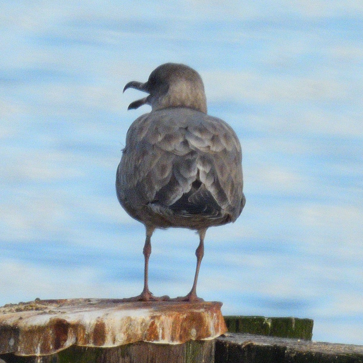 雑種 アメリカオオセグロカモメ ｘ ワシカモメ - ML646497514