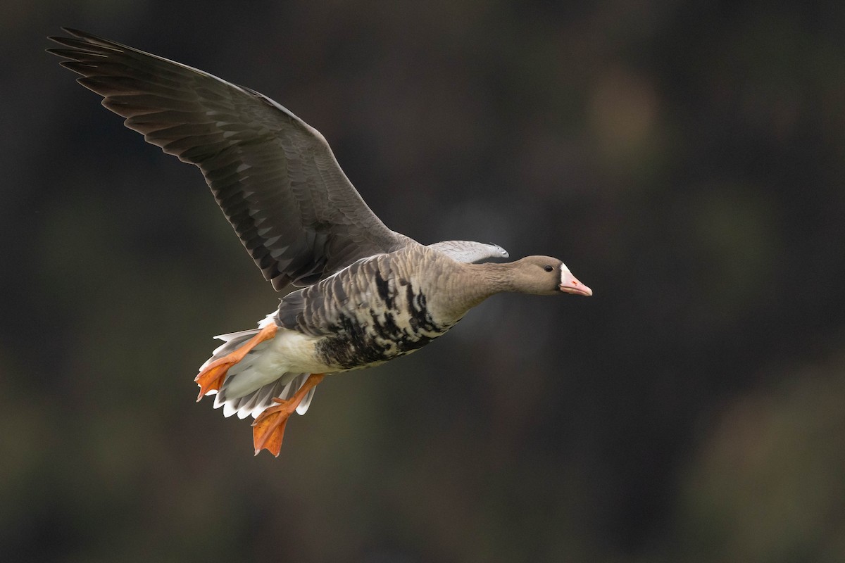 マガン（gambelli／sponsa） - ML646497515