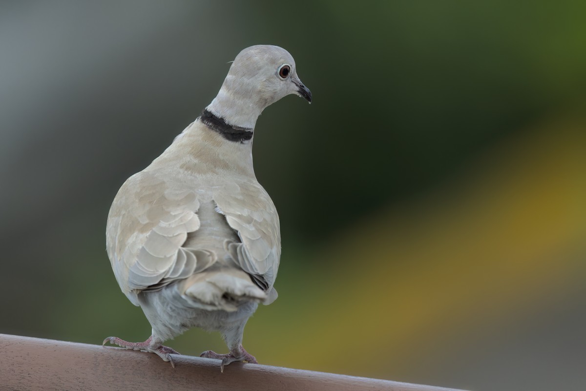 Eurasian Collared-Dove - ML646497516