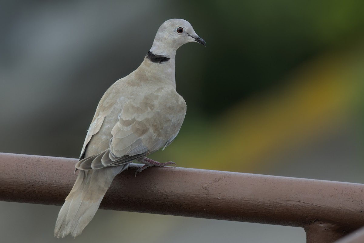 Eurasian Collared-Dove - ML646497517