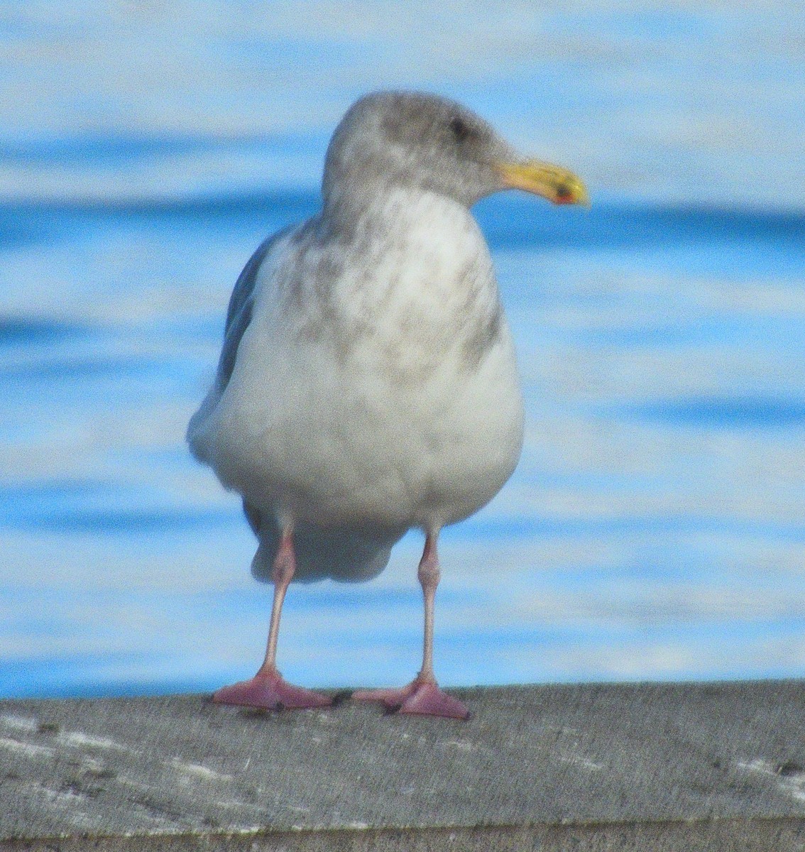 Western x Glaucous-winged Gull (hybrid) - ML646497518