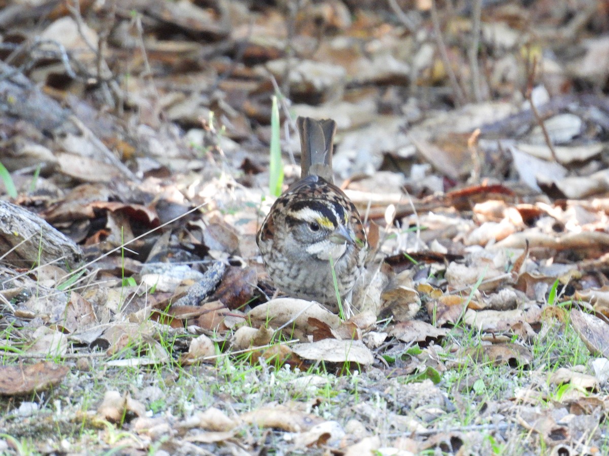 White-throated Sparrow - ML646497519