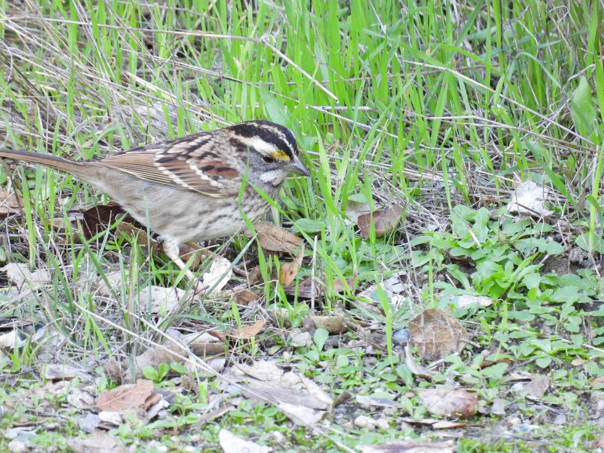 White-throated Sparrow - ML646497520