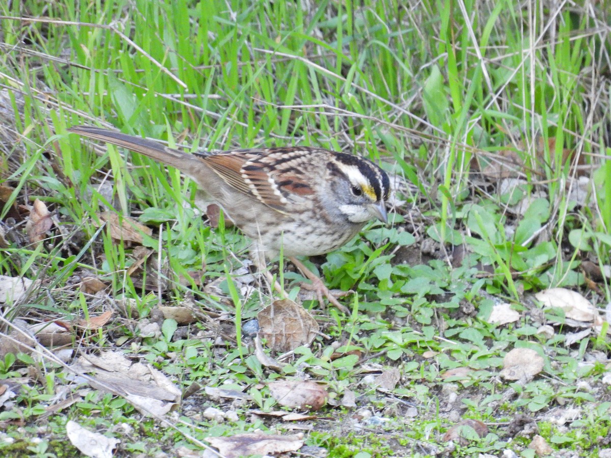 White-throated Sparrow - ML646497521
