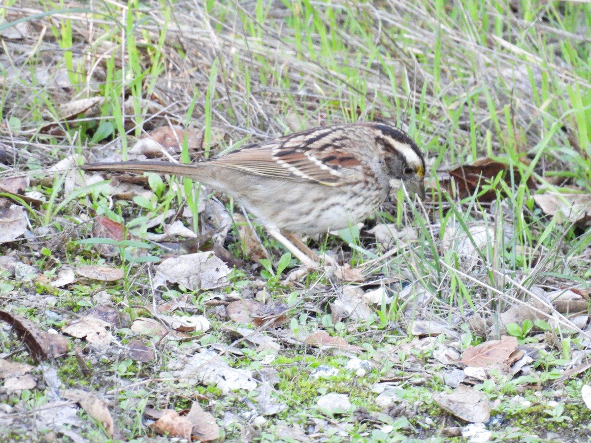 White-throated Sparrow - ML646497522