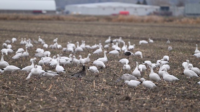 Oca delle nevi - ML646497523