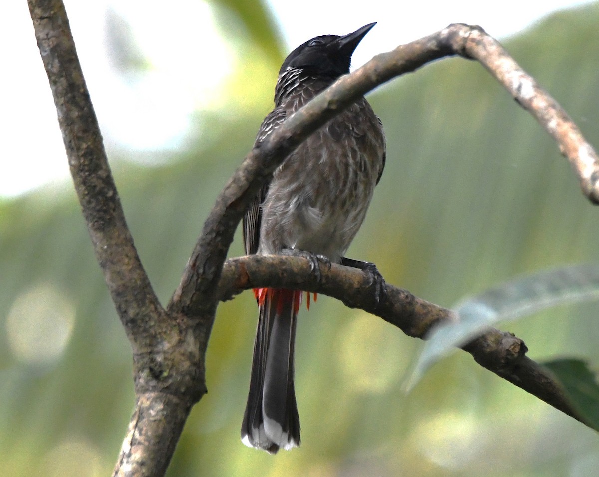 Red-vented Bulbul - ML646497524