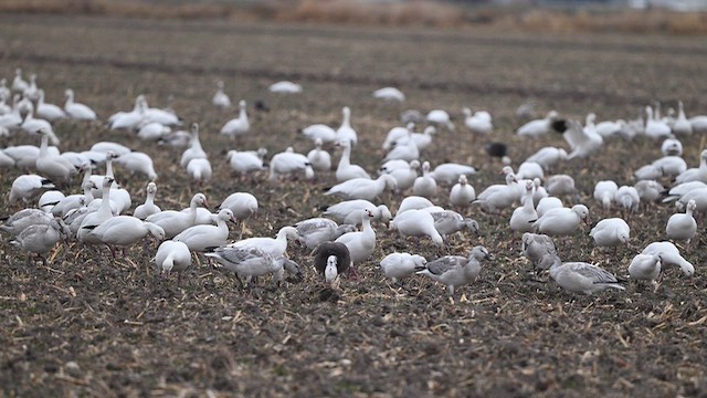 Oca delle nevi - ML646497525