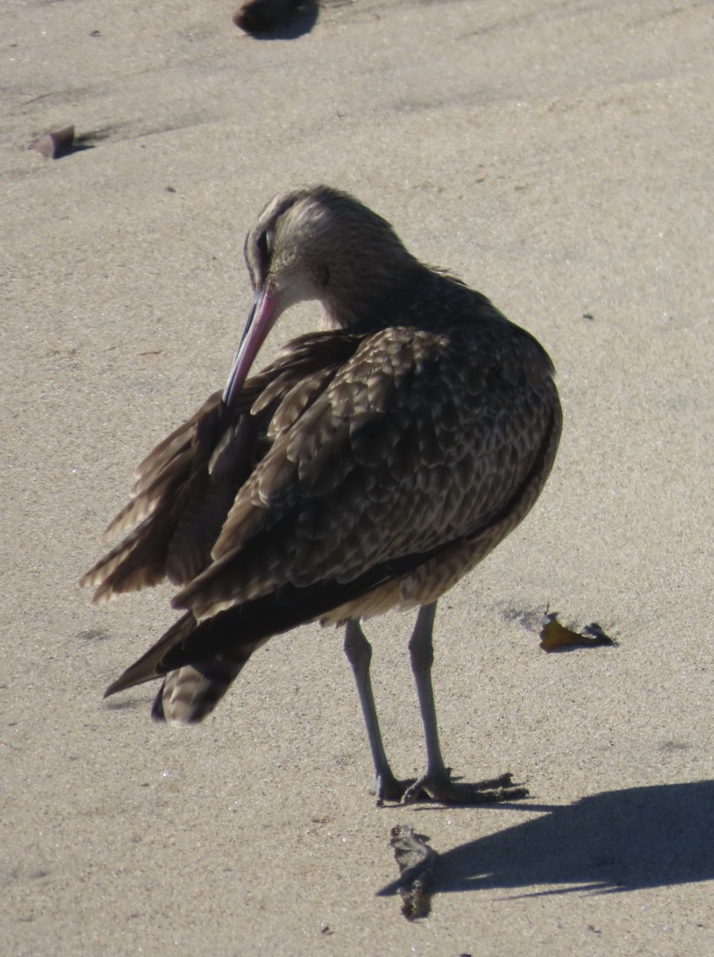 美洲中杓鷸 - ML646497527