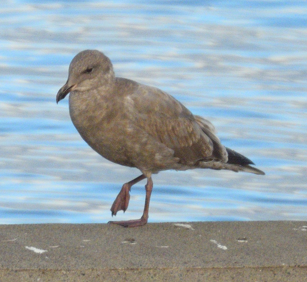 Western x Glaucous-winged Gull (hybrid) - ML646497528