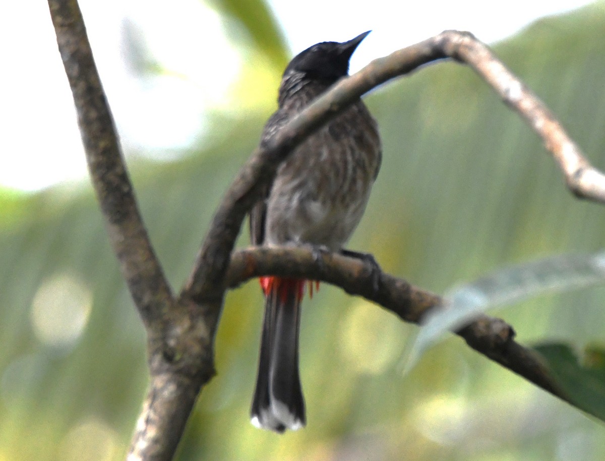 Red-vented Bulbul - ML646497530
