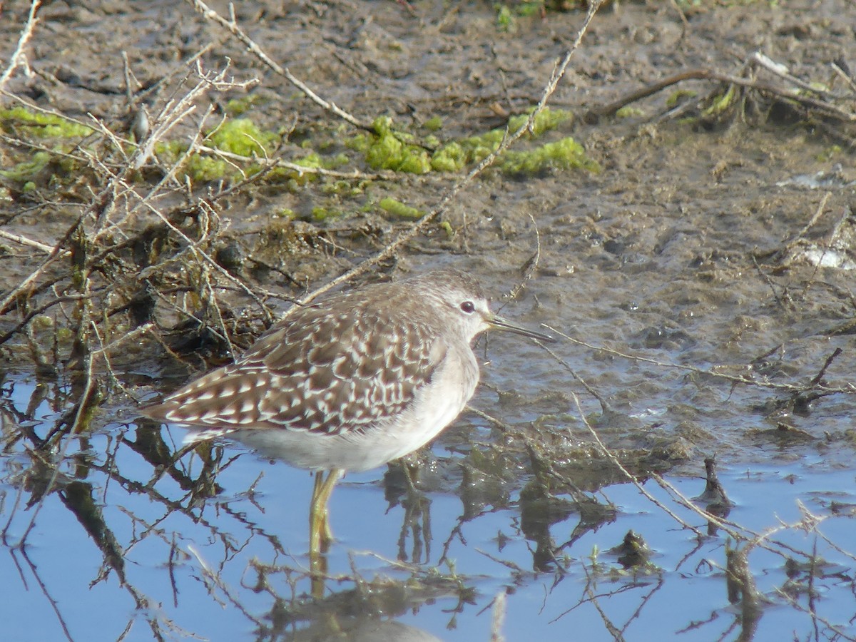 Bruchwasserläufer - ML646497535