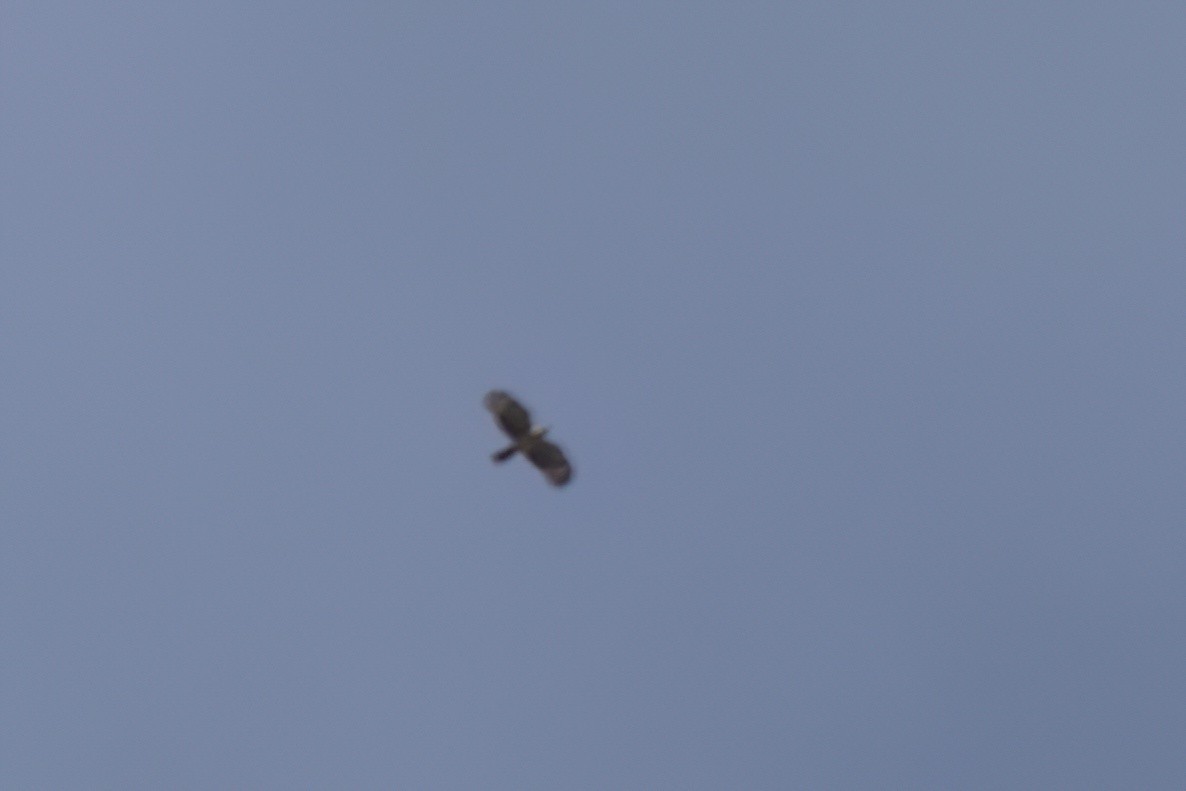 Hook-billed Kite - ML646497536
