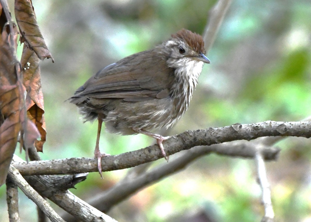 Puff-throated Babbler - ML646497538