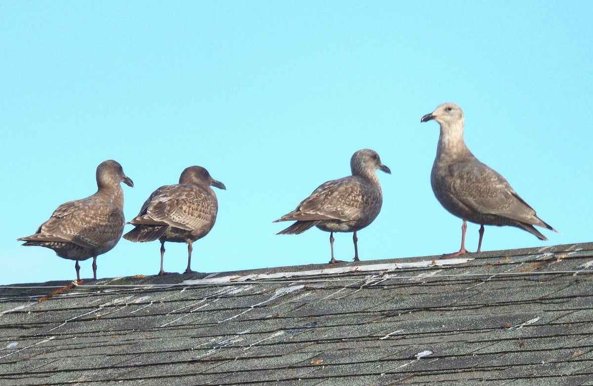 Western x Glaucous-winged Gull (hybrid) - ML646497539
