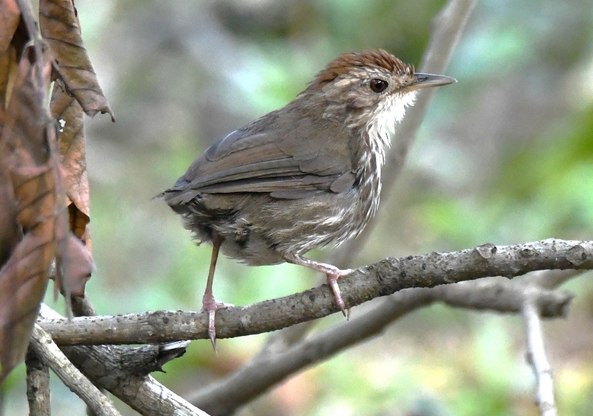 Puff-throated Babbler - ML646497542