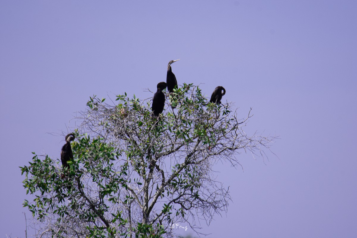 Oriental Darter - ML646497544