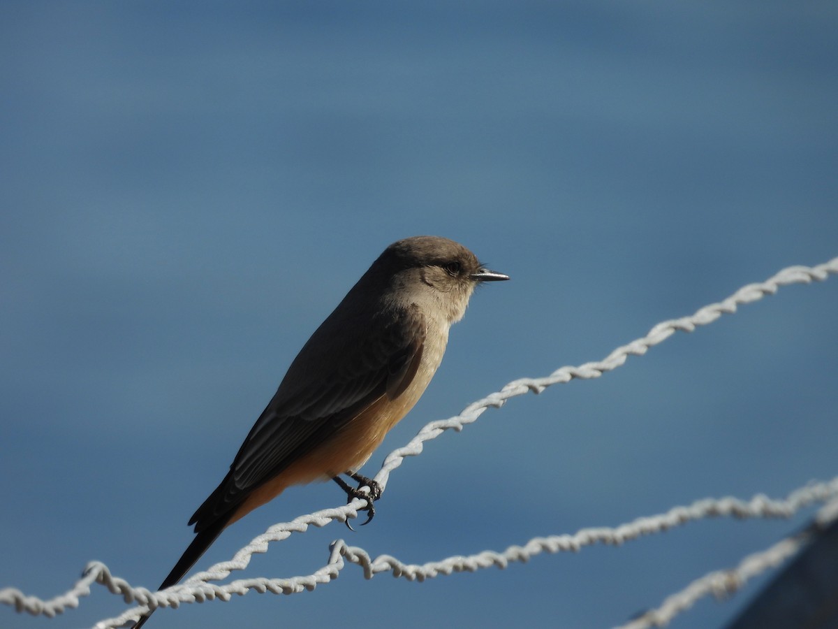 Mosquero Llanero - ML646497545