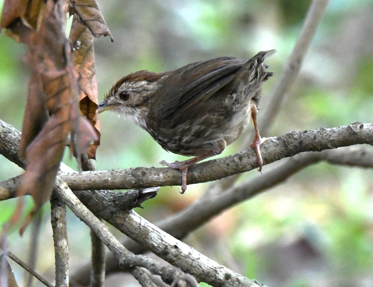 Puff-throated Babbler - ML646497546