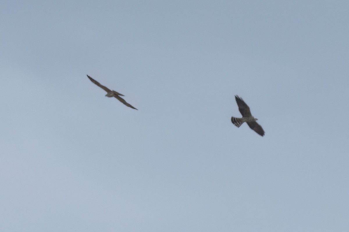 Mississippi Kite - ML646497547