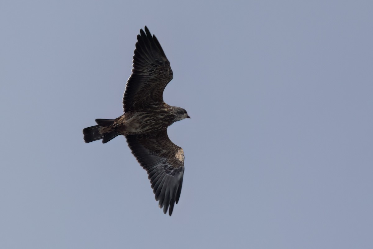 Mississippi Kite - ML646497548