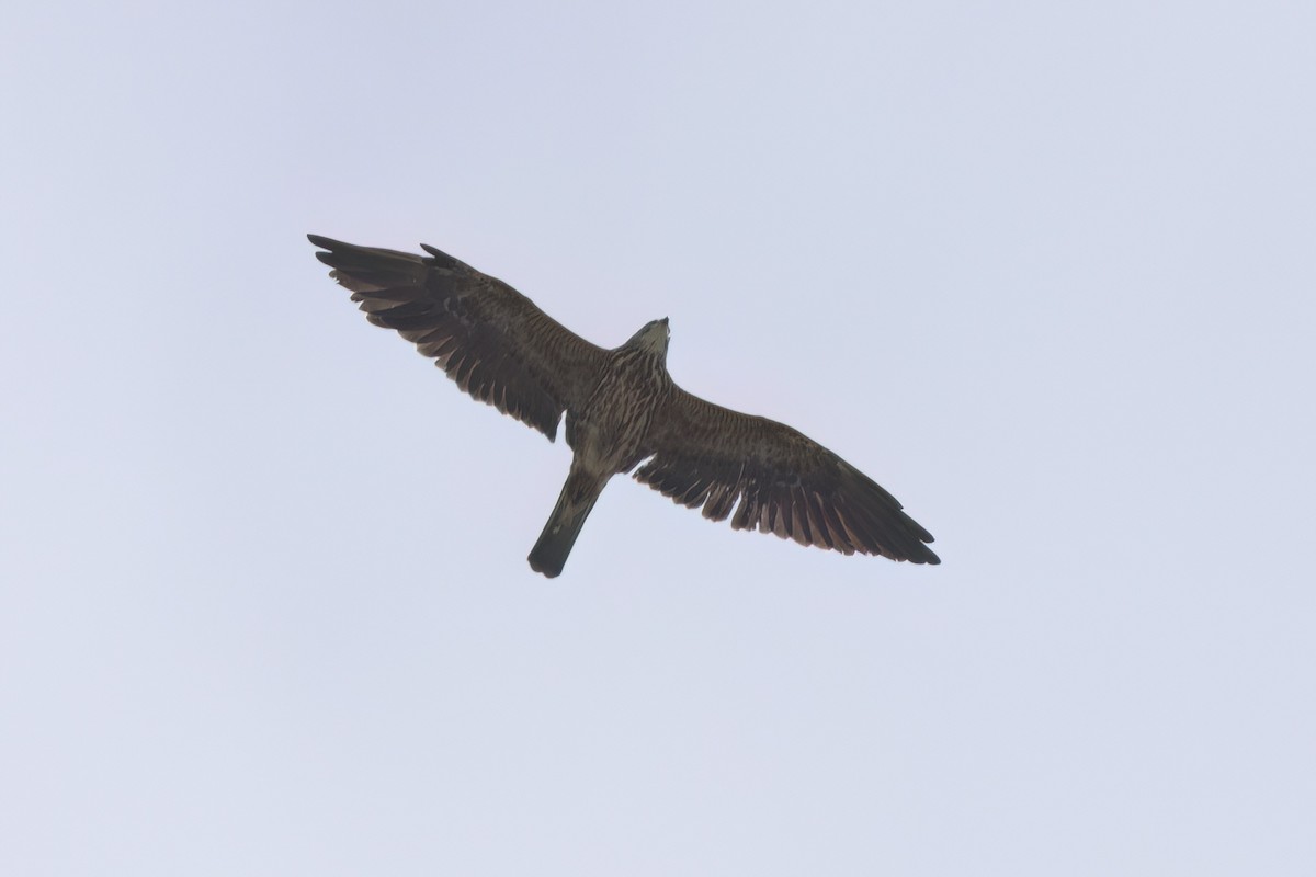 Mississippi Kite - ML646497550