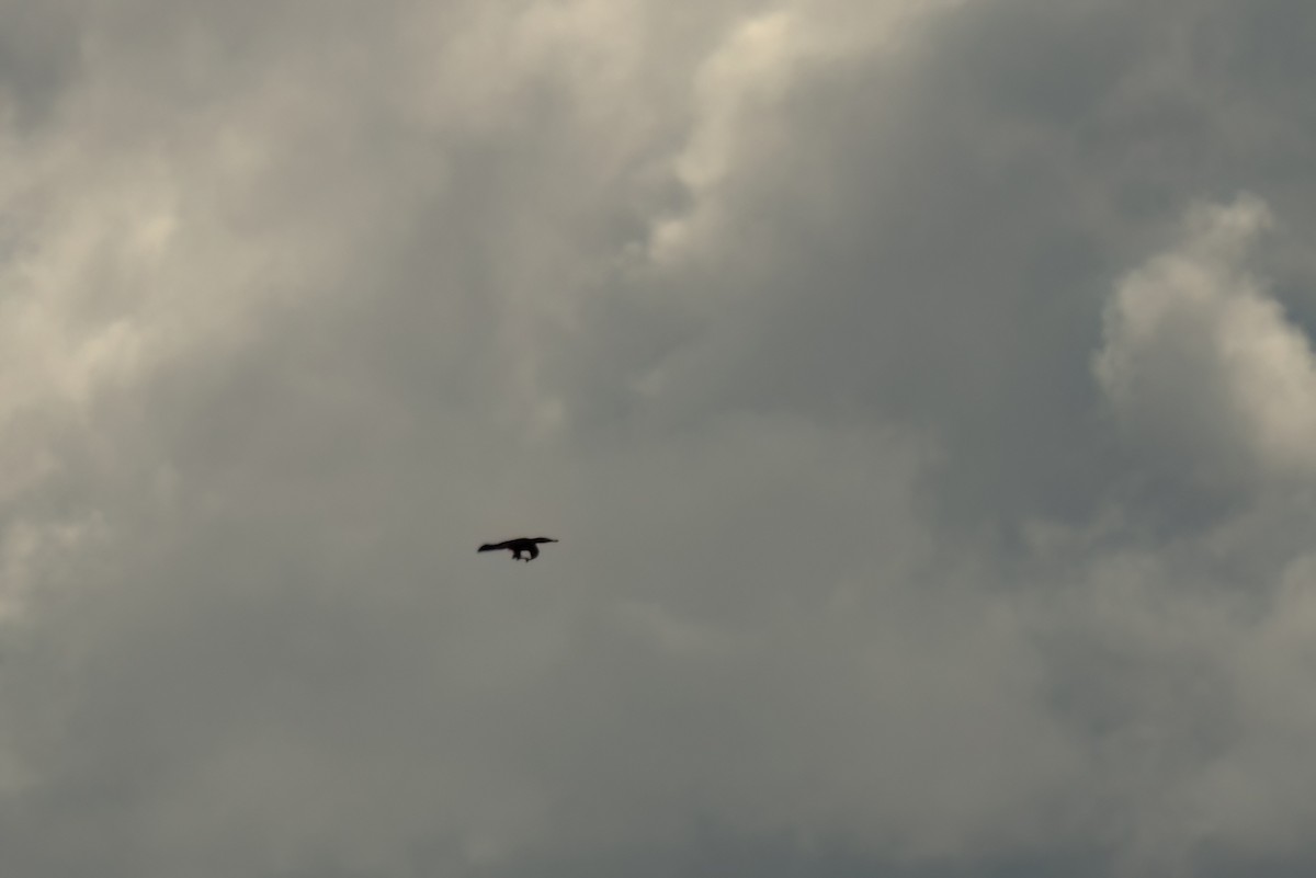 Mississippi Kite - ML646497552