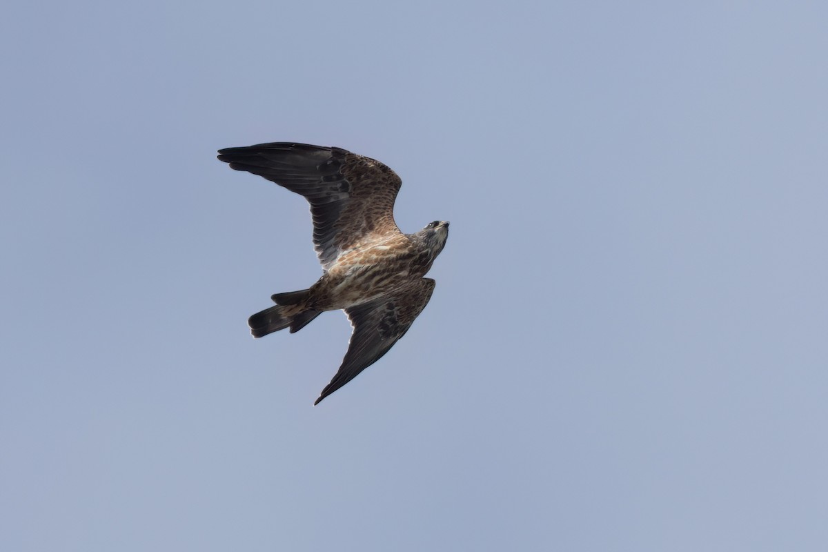 Mississippi Kite - ML646497553