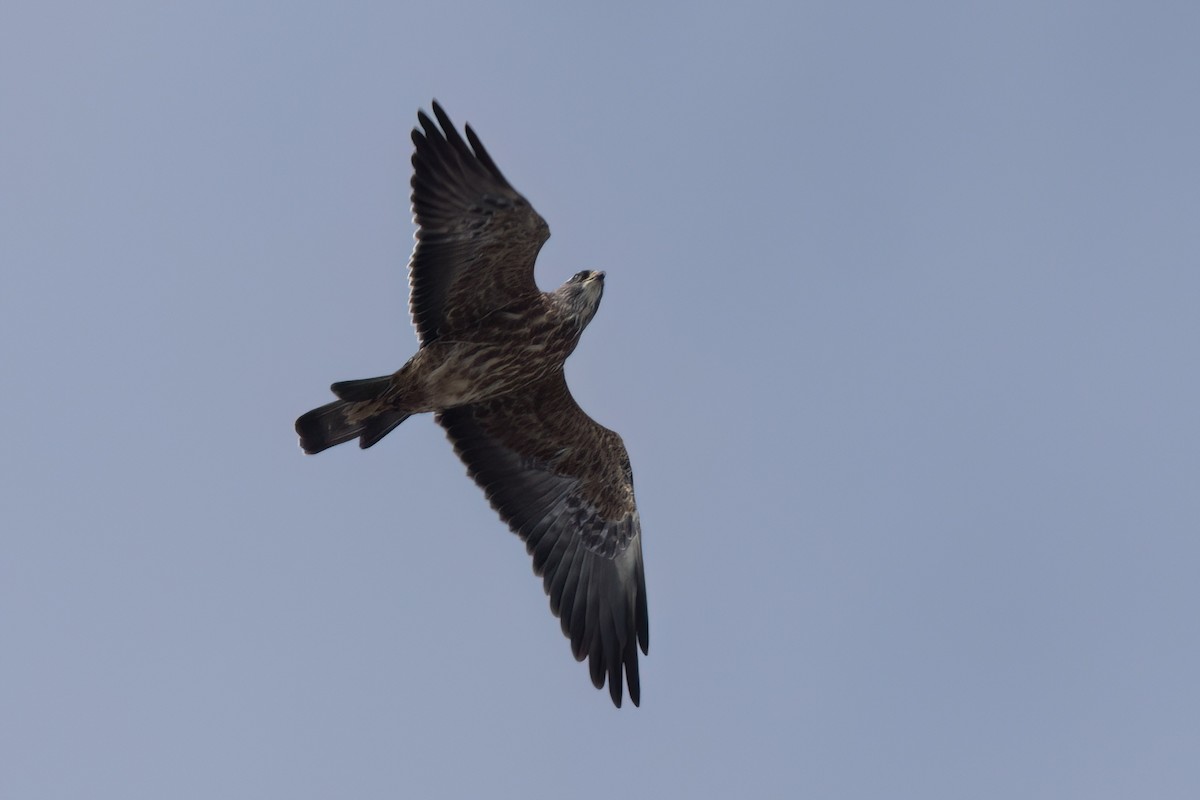 Mississippi Kite - ML646497554