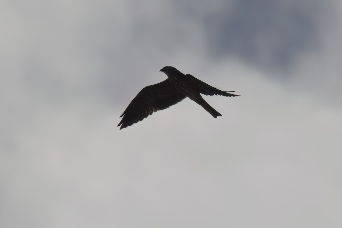 Mississippi Kite - ML646497555