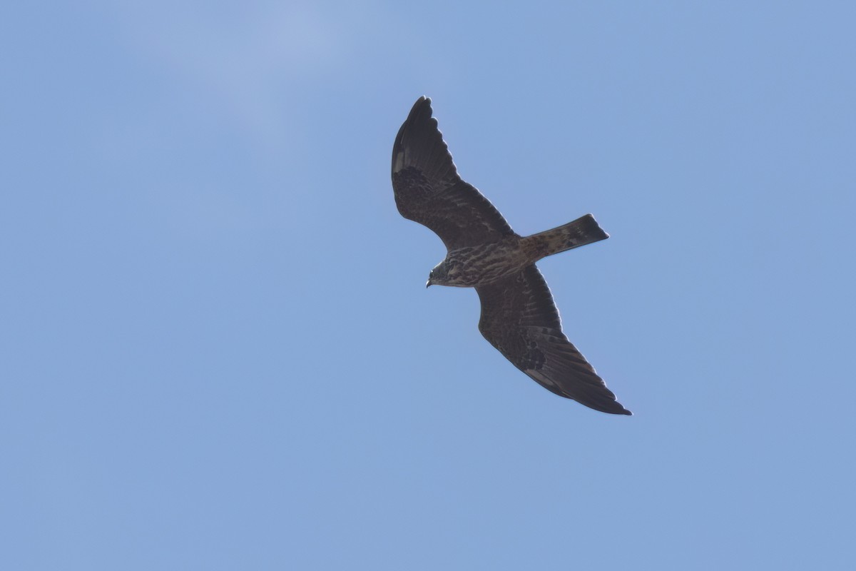 Mississippi Kite - ML646497556
