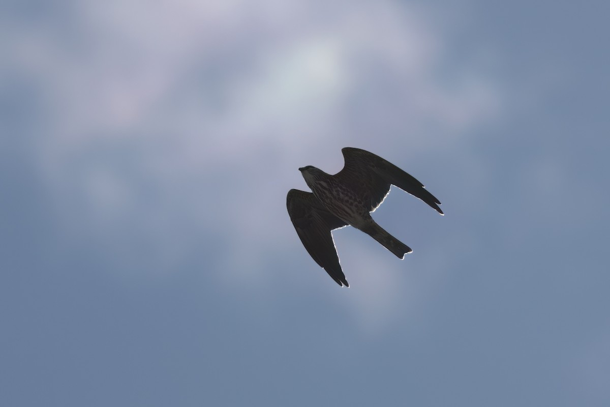 Mississippi Kite - ML646497557