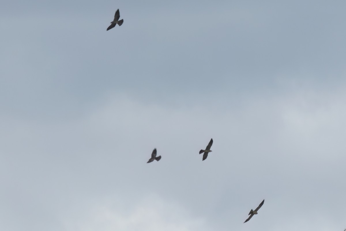 Mississippi Kite - ML646497558