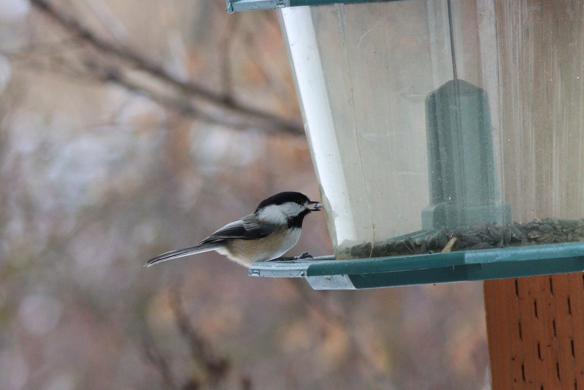Black-capped Chickadee - ML646497559