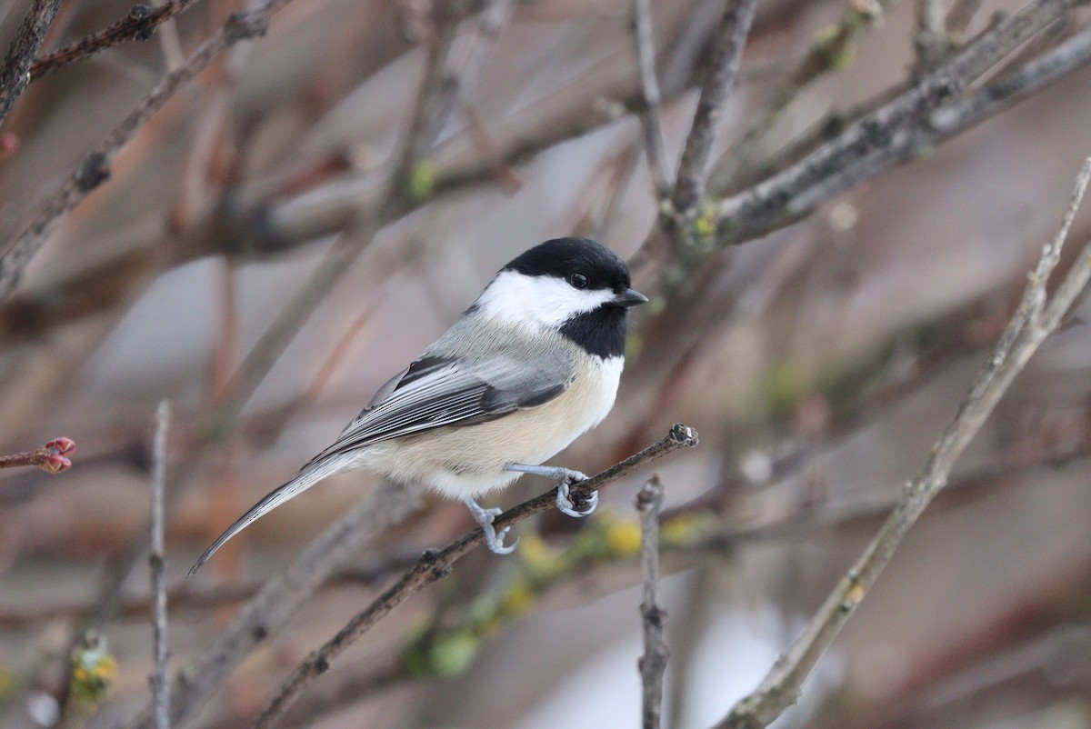 Black-capped Chickadee - ML646497561