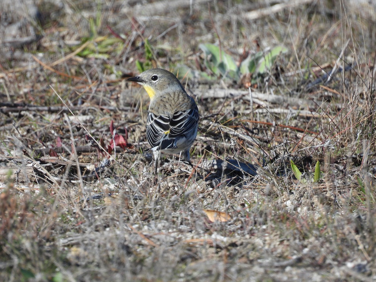 Yellow-rumped Warbler - ML646497563