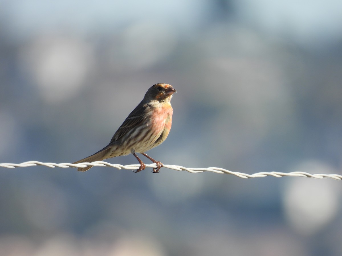 Camachuelo Mexicano - ML646497569